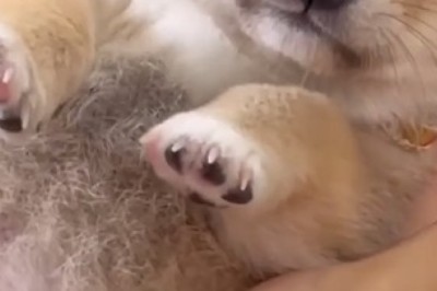 Tiny Paws, Big Laughs: The Endearing Adventures of a Cute Small Dog!