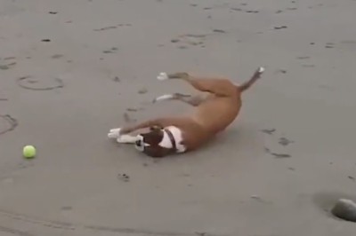 Pawsitively Hilarious: The Best Dog Clips Guaranteed to Make Your Day!