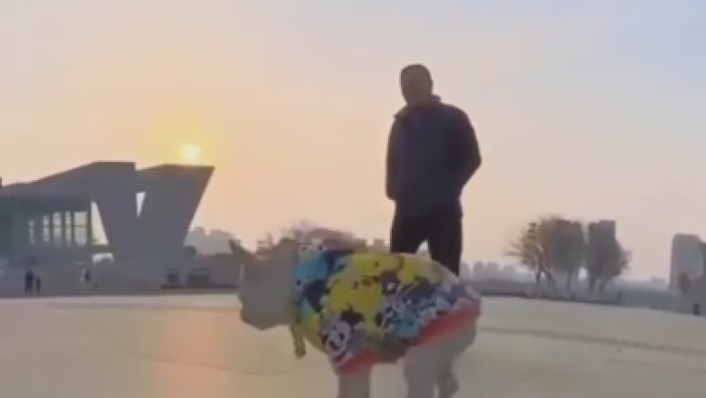 Pawsome Chaos on the Snow: Hilarious Dog Sled Shenanigans!