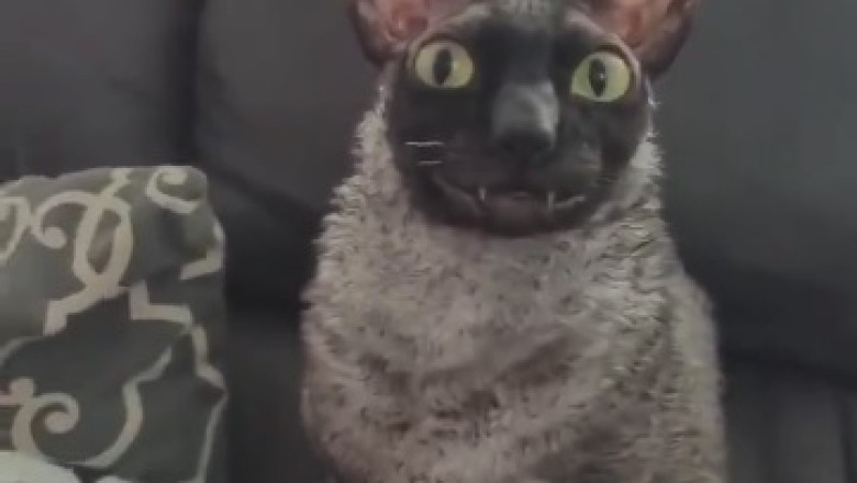 The Adorably Fearless Cat: A Hilarious Journey through Spooky Encounters!