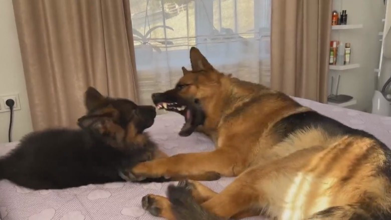 Hilarious German Shepherd Takes Playtime to the Next Level with Adorable Pup!