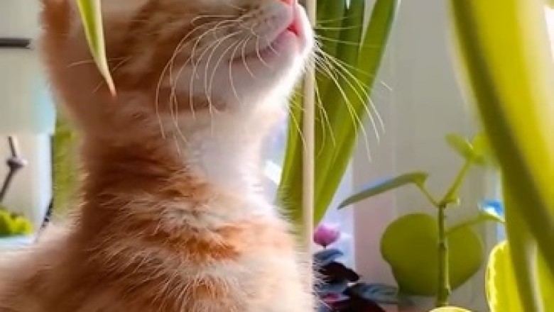 Adorable Cat Overload: Prepare for a Cuteness Explosion!