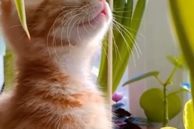 Adorable Cat Overload: Prepare for a Cuteness Explosion!