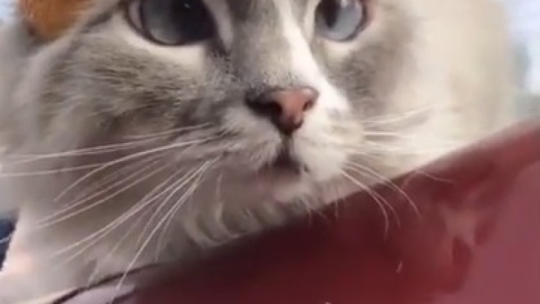 Cat-tastic Comedy: A Hilarious Viking Cat Takes the Internet By Storm!