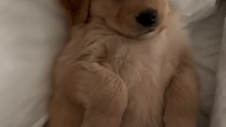 Cutest Little Rascal Alert: Prepare for Cuteness Overload with This Adorable Small Dog Video