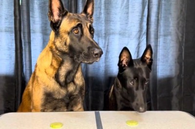 Foodie Dogs Go Bonkers! Hilarious Video of Two Hungry Pooches Begging for Every Kind of Food!