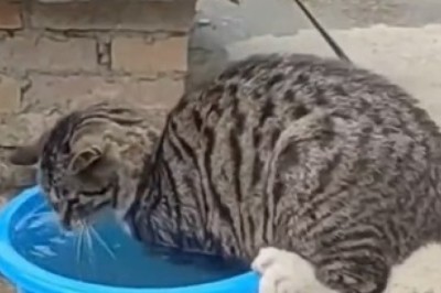 Hilarious Cat vs Bucket: Unbelievable Fishing Skills Unleashed!