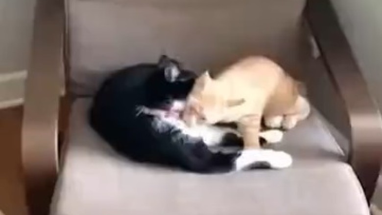 Hilarious Compilation: Cats' Frightful Reactions That Will Make You LOL!