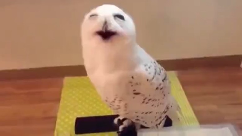 Hilarious Hoot Fest: Watch These Two Owls Prove They're Masters of Laughter!