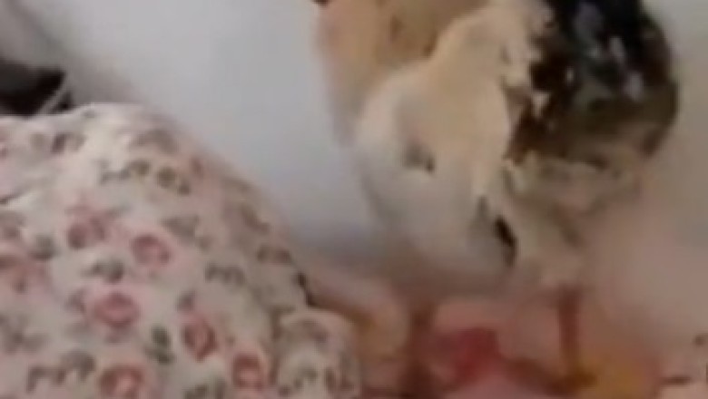 Hilarious Wake-up Call: Rooster Surprises Sleeping Man with an Epic Alarm!