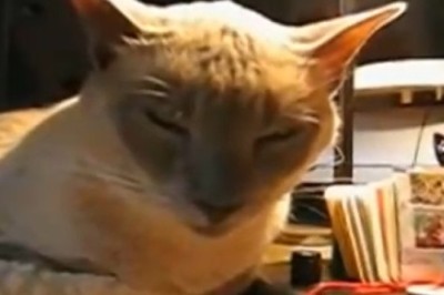 Hilariously Naughty Cat Takes Mischievousness to a New Level - Prepare to Laugh Out Loud!