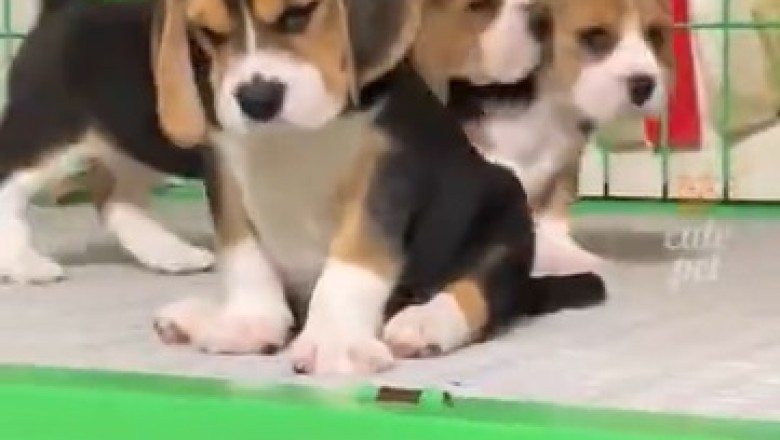 Unbelievably Cute Small Dogs will Make Your Heart Explode with Joy!