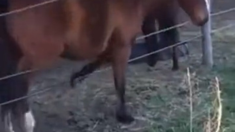 Unbridled Laughter: Watch as a Hilarious Horse Shows Us How to Cross a Barrier!