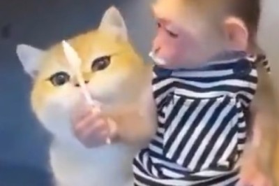 Unexpected BFFs: Monkey and Cat Form the Cutest and Most Unusual Friendship Ever!