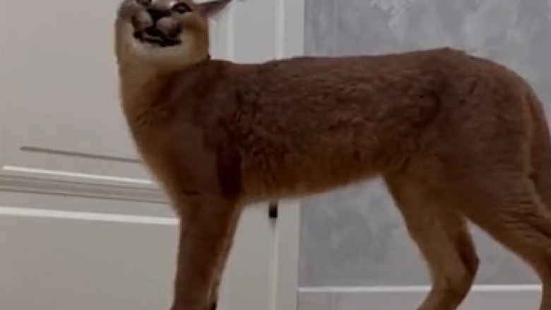 Adorable Caracal's Hilarious Escape Mission: Watch as this Wildcat Tries to Leave the House!