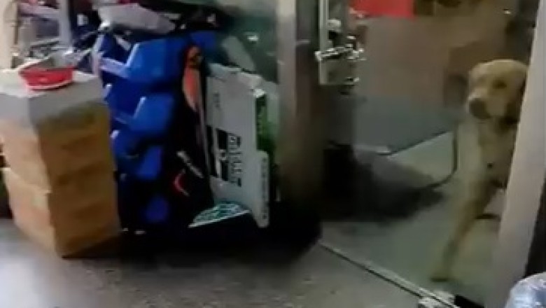 Barking Bonanza: Watch This Hilarious Video of a Dog on a Noise-Making Spree!