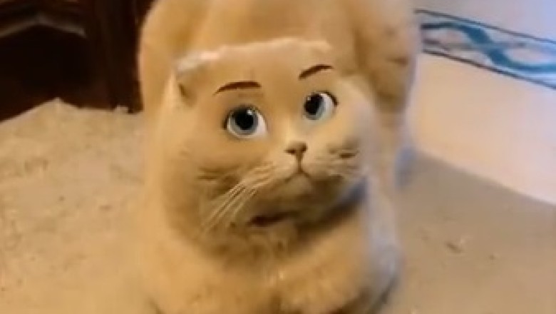 Cat-tastic Makeup Mishaps: Watch This Hilarious Feline Attempt a Glamorous Transformation!