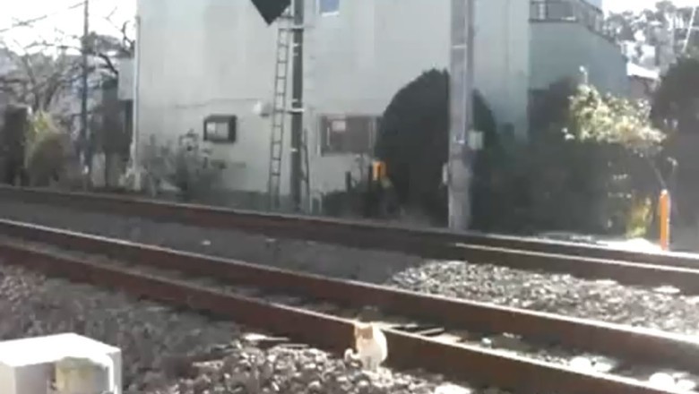 Feline Wonder: Unbelievable Cat Survives Lightning-Fast Train Adventure!
