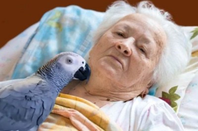 Heartwarming Reunion: Parrot Visits Dying Woman After 50 Years of Friendship
