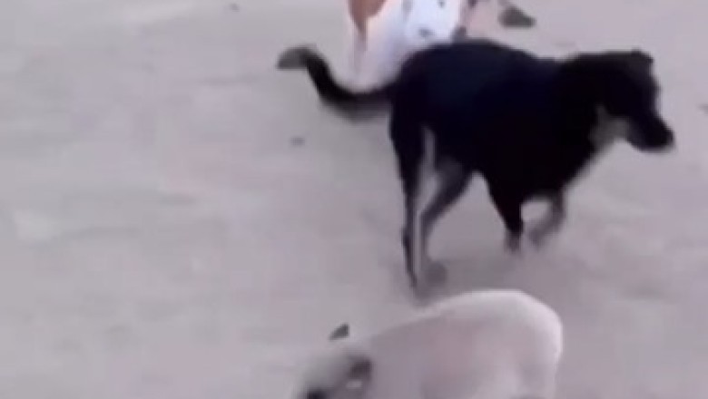 Hilarious Doggie Collision: When Playtime Takes an Unexpected Turn!