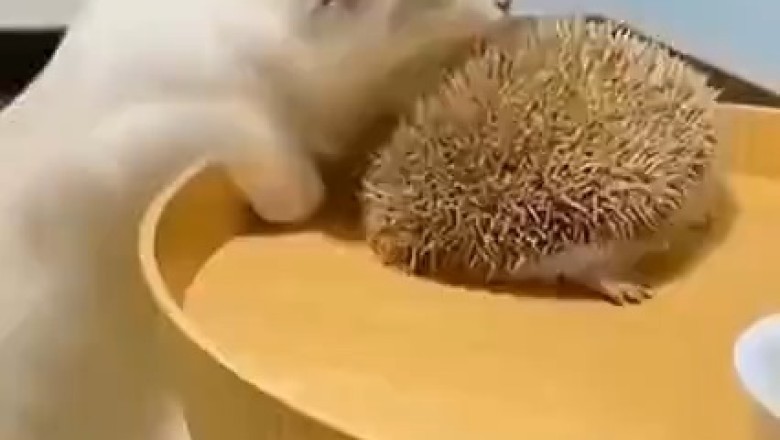 Hilarious Encounter: Cat Meets Hedgehog!