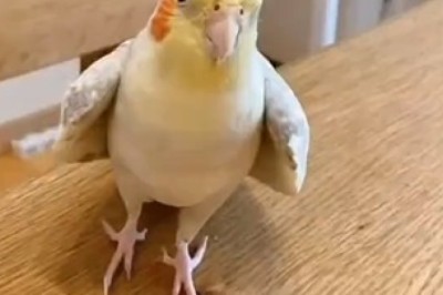 Hilariously Gorgeous Parrot: The Feathered Comedian Who Will Crack You Up!