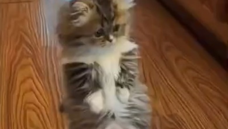 Hilariously Purr-fect: Cats Caught in the Weirdest Moments Ever!