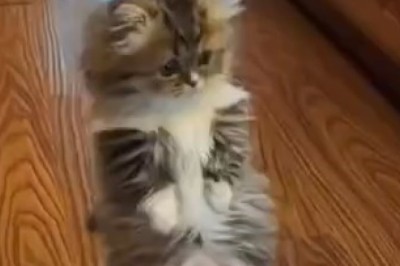 Hilariously Purr-fect: Cats Caught in the Weirdest Moments Ever!