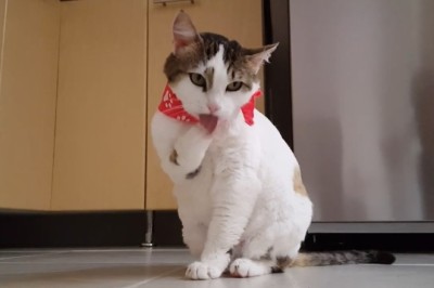 Pawsitively Adorable: Watch This Hilarious Video of a Cat in the Cutest Chaos!