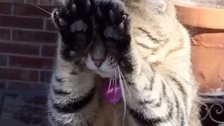 Prepare for Cuteness Overload: These Pretty Cats Will Melt Your Heart!