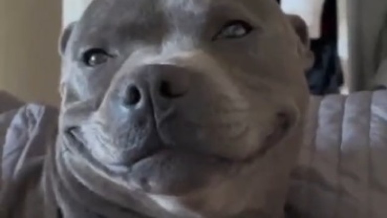 Unleashing Uncontrollable Cuteness: Meet the Smiling Dog!