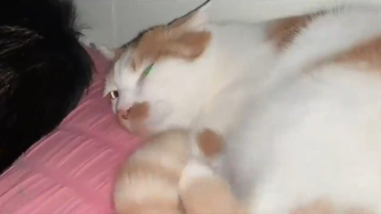 Cat Nap Chronicles: Witness the Hilariously Epic Slumber Adventures of the Sleepiest Kitty!