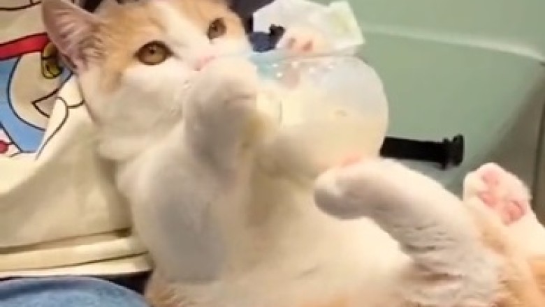 Cat Takes Moo-ing to a Whole New Level: Cutest Video of a Kitty Drinking Milk like a Baby!