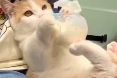 Cat Takes Moo-ing to a Whole New Level: Cutest Video of a Kitty Drinking Milk like a Baby!