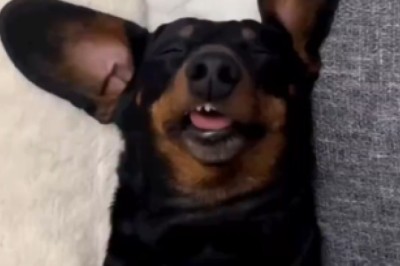 Caught on Camera! Hilarious Snoring Dog's Sleep Symphony! 🐶💤