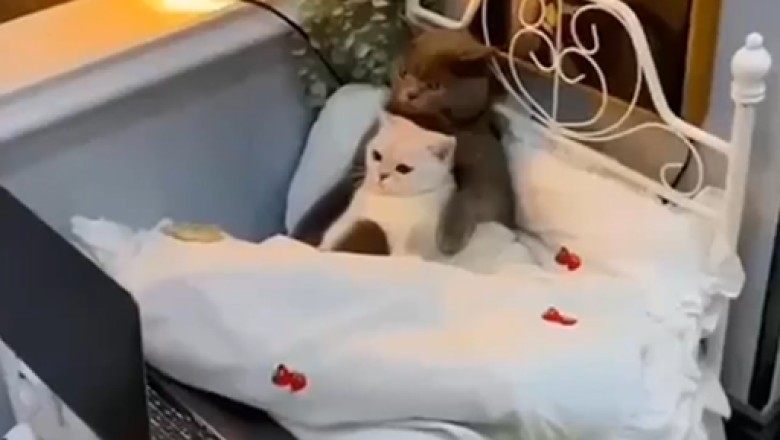 Comedy Unleashed! Cat and Kitten Binge-Watch Hilarious Series! 😹📺