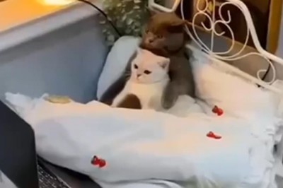 Comedy Unleashed! Cat and Kitten Binge-Watch Hilarious Series! 😹📺