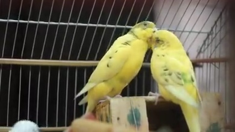 Feathered Fun Alert: This Budgie's Hilarious Romance with His Adorable Girlfriend!