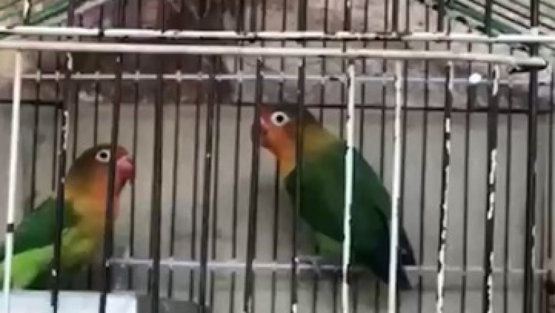 Feathered Hilarity: Parrot and Friend Unleash Their Comedic Charms in an Unforgettable Cage Act
