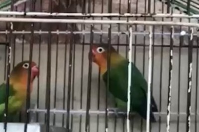 Feathered Hilarity: Parrot and Friend Unleash Their Comedic Charms in an Unforgettable Cage Act