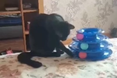 Feline Fun Unleashed: Hilarious Cat Takes on an Insanely Challenging Game and Leaves Viewers in Stitches!