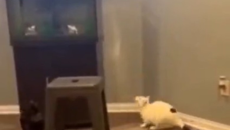 Fishing Follies: Hilarious Cat's Epic Fail in Pursuit of a Slippery Fish!