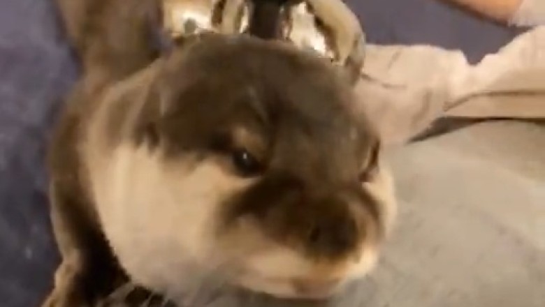 Hairy Situation Turned Hilarious: Witness the Unbelievable Haircut Mishap of a Clawed Otter!