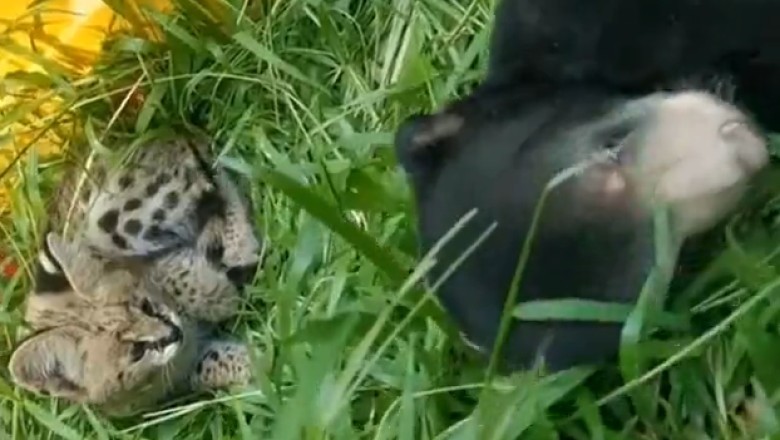 Hilarious Cat Adopts Bear Cub and Becomes Ultimate Protector! 😺🐻