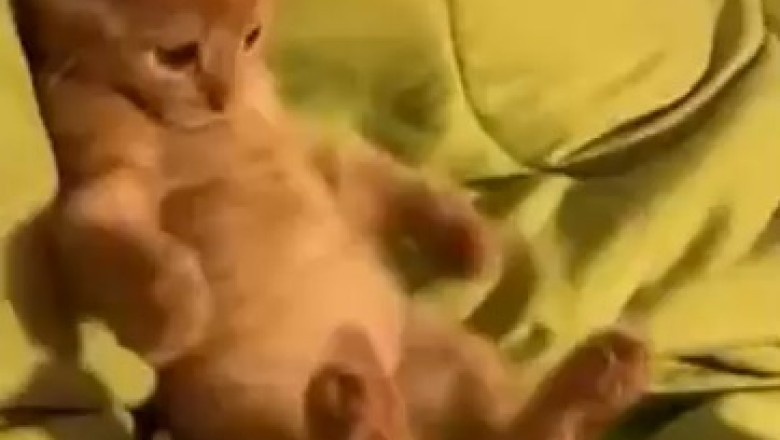 Hilarious Catitude Alert: Watch This Cat Get Amazed by Its Own Tail!