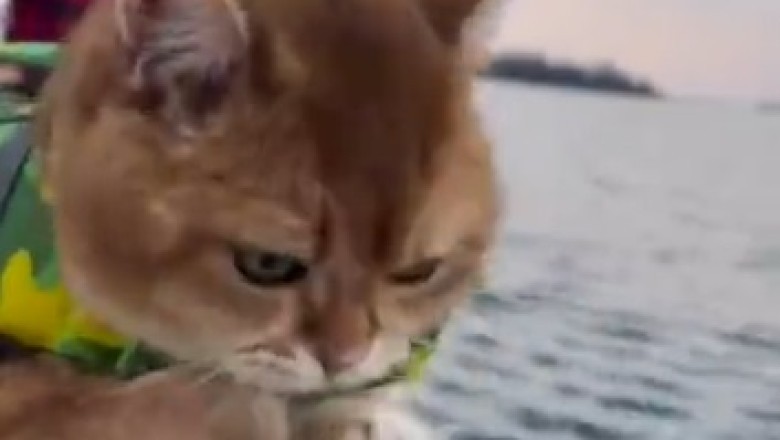 Meow-nificent Voyage: Hilarious Video of a Cat Setting Sail in a Boat!