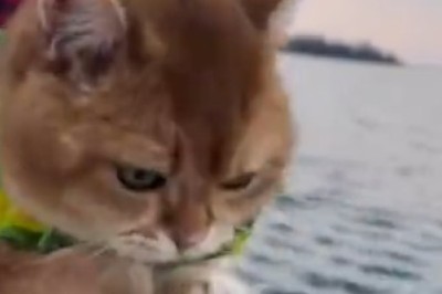 Meow-nificent Voyage: Hilarious Video of a Cat Setting Sail in a Boat!
