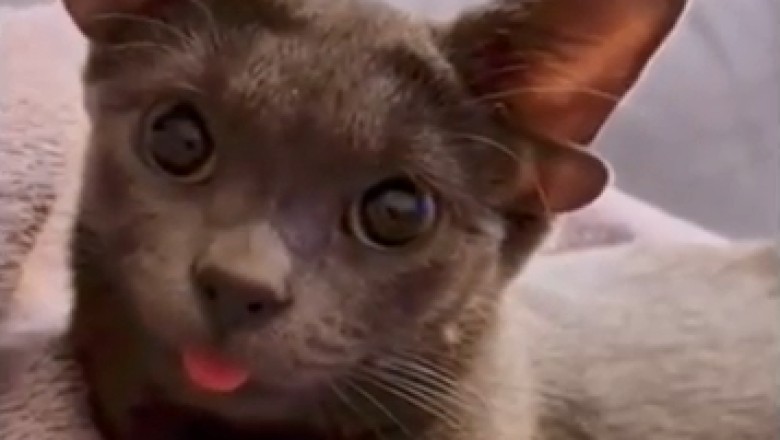 Naughty Notions: Hilarious Hijinks of a Mischievous Blue Cat!