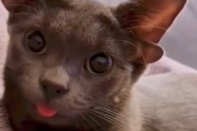 Naughty Notions: Hilarious Hijinks of a Mischievous Blue Cat!