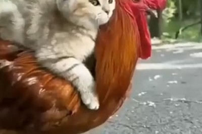 Purr-fect Partnership: Watch Hilarious Encounter Between a Cat and a Rooster!